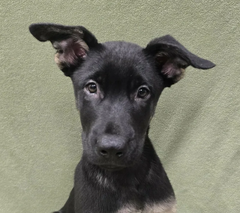 A baby large-sized male German Shepherd Dog dog named Black Panther for adoption in Frankfort, IN