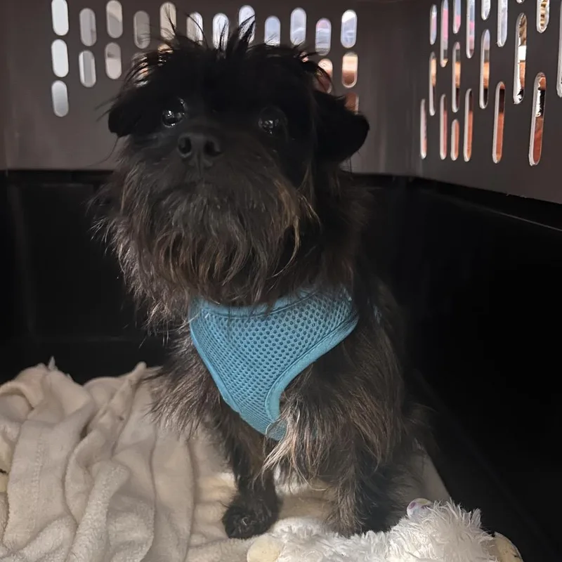An adult small-sized female Black Yorkshire Terrier dog named Wednesday for adoption in Fredericksburg, VA