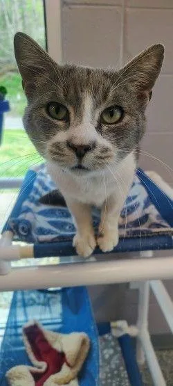 An adult small-sized male Domestic Short Hair cat named Bb for adoption in West Chester, PA