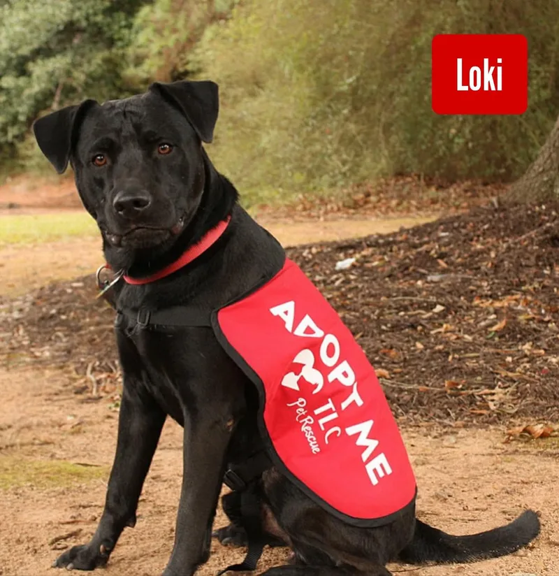 A young medium-sized male Black Labrador Retriever dog named Loki for adoption in Stockbridge, GA