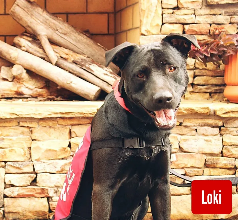 Loki thumbnail 4