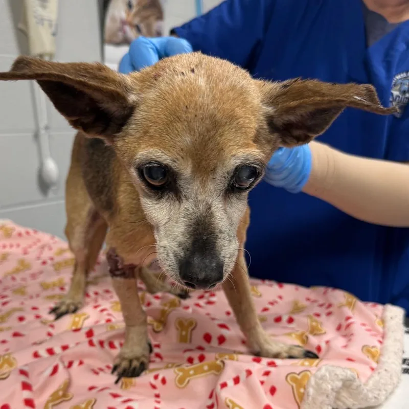 A senior small-sized female Yellow / Tan / Blond / Fawn Mixed Breed dog named Bree for adoption in Greenville, SC