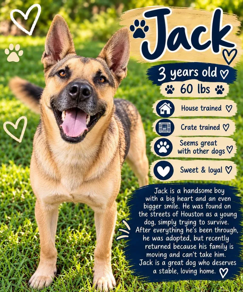 An adult medium-sized male German Shepherd Dog dog named Jack for adoption in Fort Worth, TX