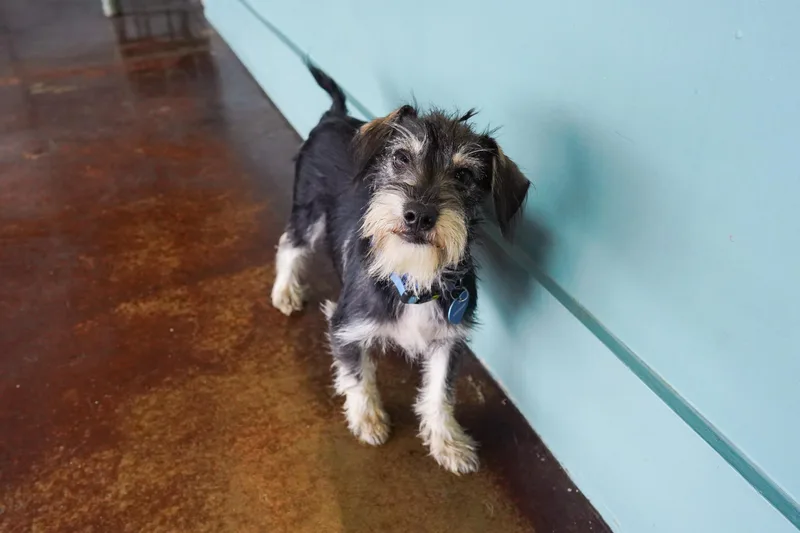 A young small-sized male Black Miniature Schnauzer dog named Coyote for adoption in San Antonio, TX