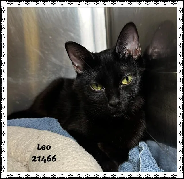 Leo