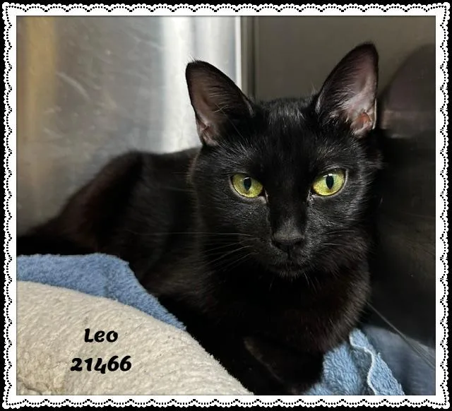 Leo thumbnail 2