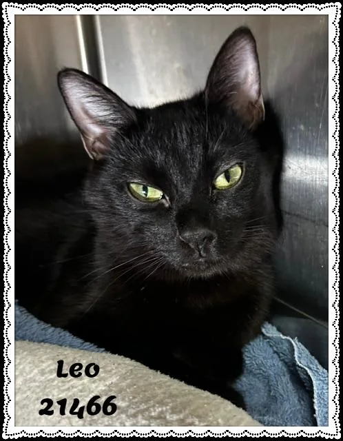 Leo thumbnail 4