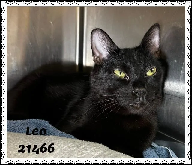 Leo thumbnail 5