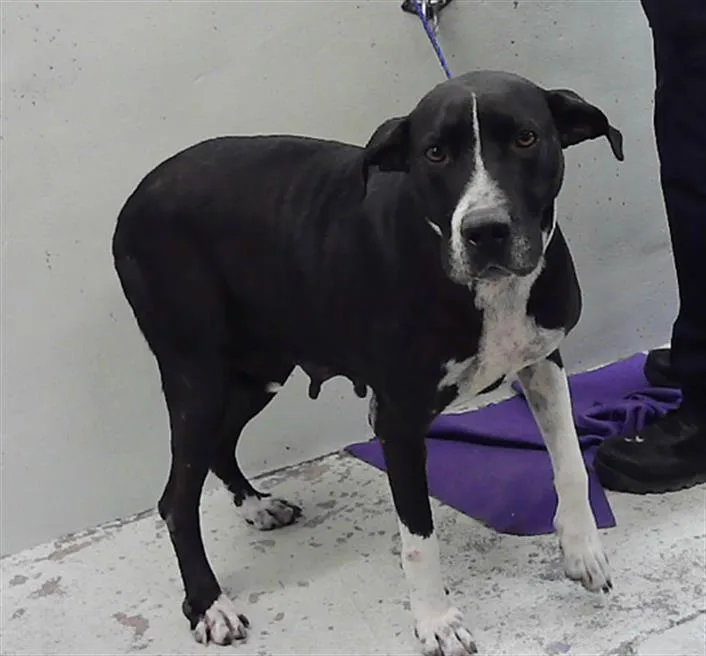 An adult extra large-sized female Great Dane dog named Purrtie for adoption in Houston, TX