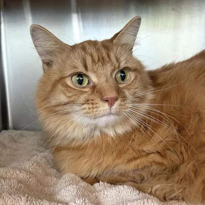 A senior large-sized male Domestic Medium Hair cat named Lavender for adoption in Asheville, NC