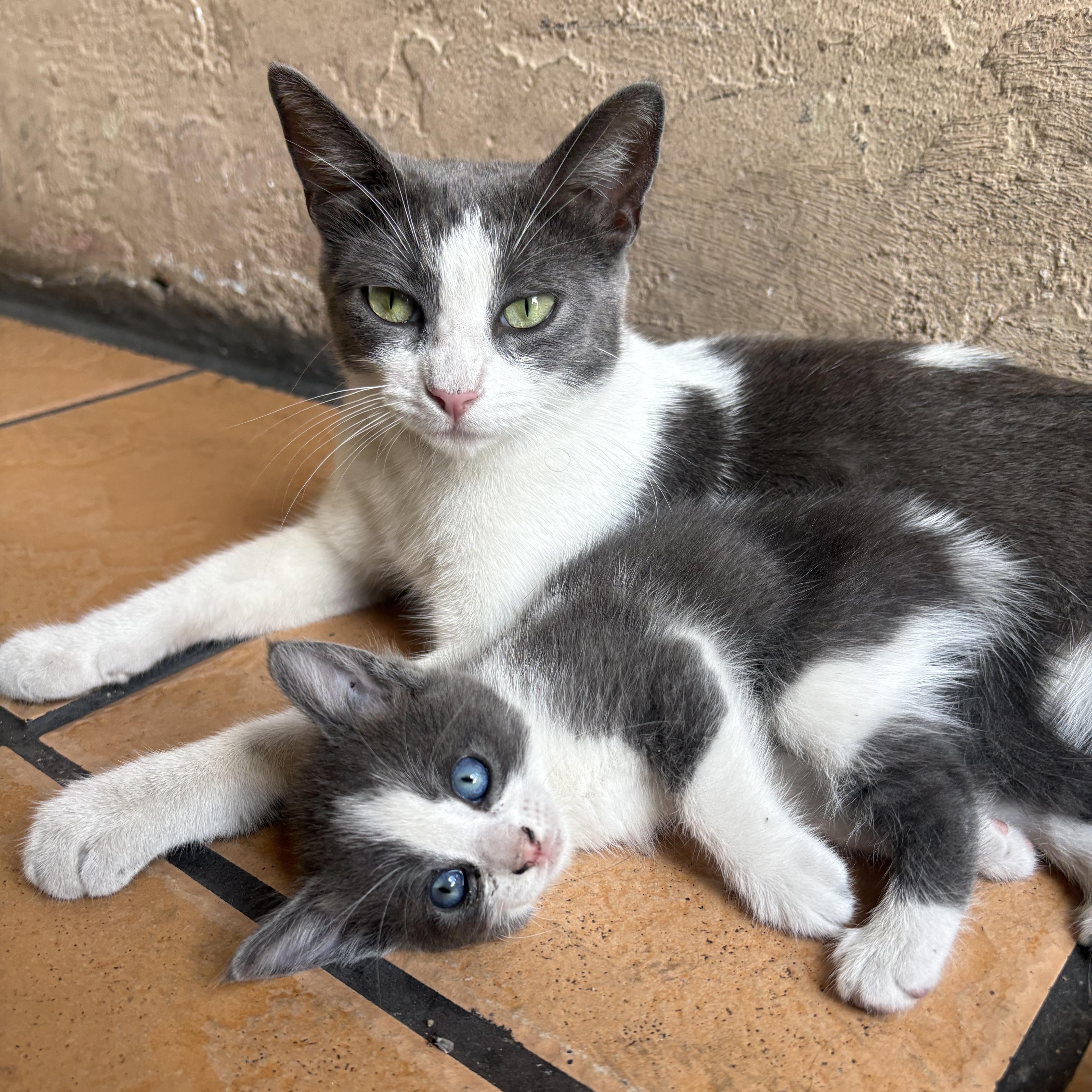 A young medium-sized female Gray & White Domestic Short Hair cat named Smokey for adoption in Los Angeles, CA