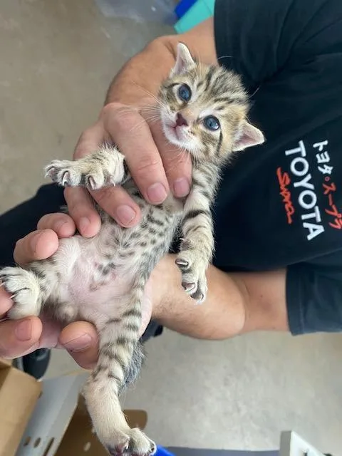 A baby medium-sized male Domestic Short Hair cat named Scar for adoption in Dallas, TX