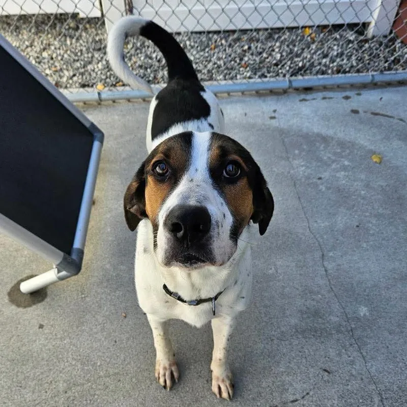 An adult large-sized male White / Cream Hound dog named Copper for adoption in Concord, NH