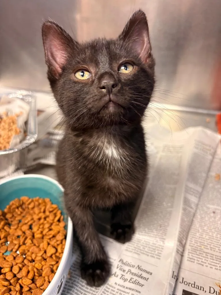 A baby small-sized male Domestic Medium Hair cat named Leonard for adoption in Detroit, MI