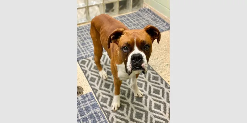 Chuck Norris thumbnail 2