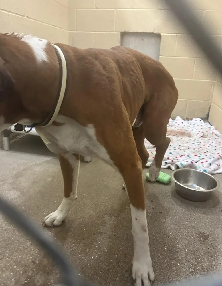 Chuck Norris thumbnail 6