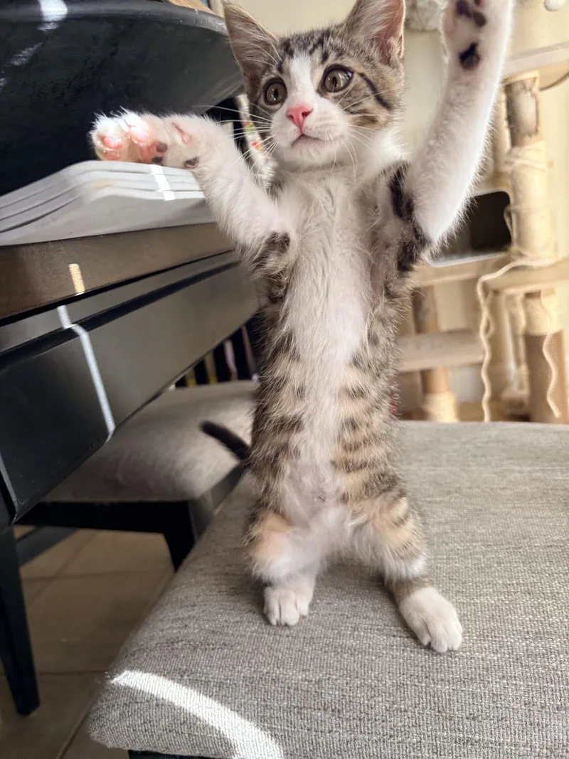 A baby medium-sized male Domestic Short Hair cat named Cobbler for adoption in Reno, NV