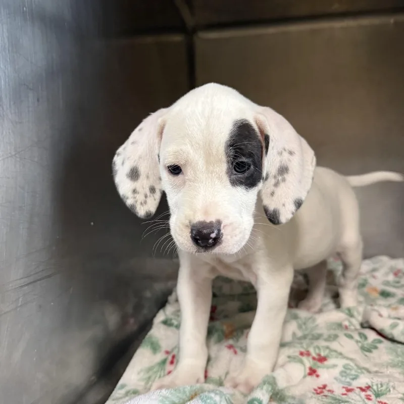 A baby medium-sized female Hound dog named Purdy Reeves for adoption in LOXAHATCHEE, FL