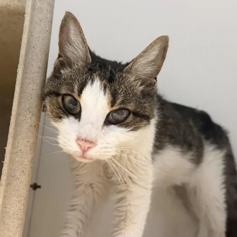 An adult small-sized female Gray / Blue / Silver Domestic Short Hair cat named Priscilla for adoption in Philadelphia, PA