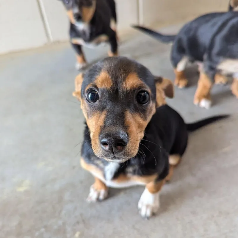 A baby small-sized female Black Dachshund dog named ChickFilA for adoption in Ocala, FL