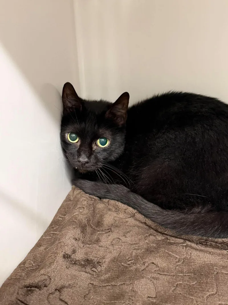 An adult medium-sized male Black Domestic Short Hair cat named Bane for adoption in Leitchfield, KY