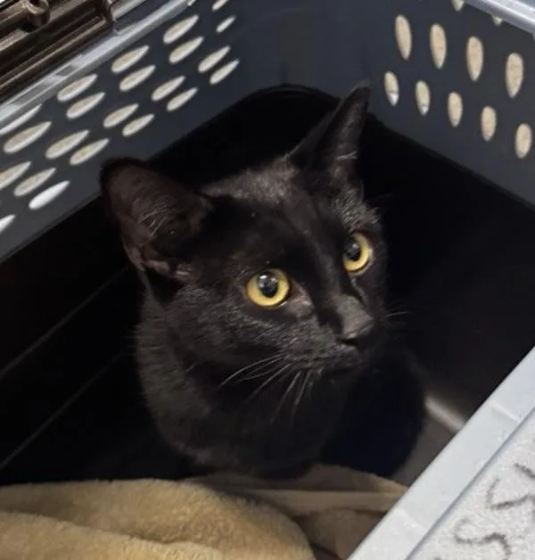 A young medium-sized female Domestic Short Hair cat named Elara for adoption in Escondido, CA