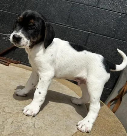 A baby large-sized male Bluetick Coonhound dog named Sheldon J Plankton for adoption in Wilkesboro, NC