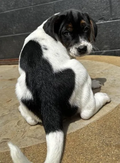 Sheldon J Plankton thumbnail 2