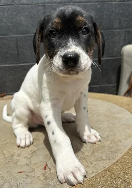 Sheldon J Plankton thumbnail 3