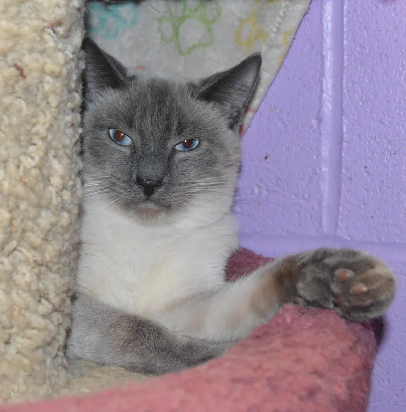 A young medium-sized male Blue Point Domestic Short Hair cat named James Earl for adoption in House Springs, MO