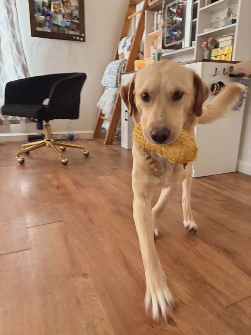 An adult large-sized male Labrador Retriever dog named Sutter for adoption in St. Louis, MO