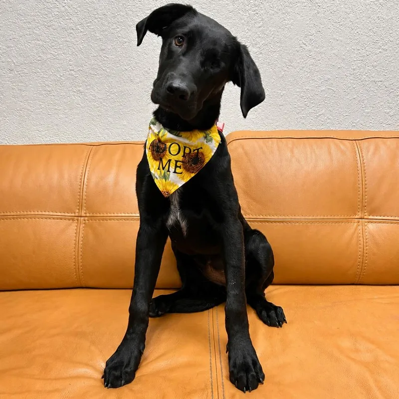 A young medium-sized female Australian Cattle Dog / Blue Heeler dog named Birdie for adoption in Parker, CO