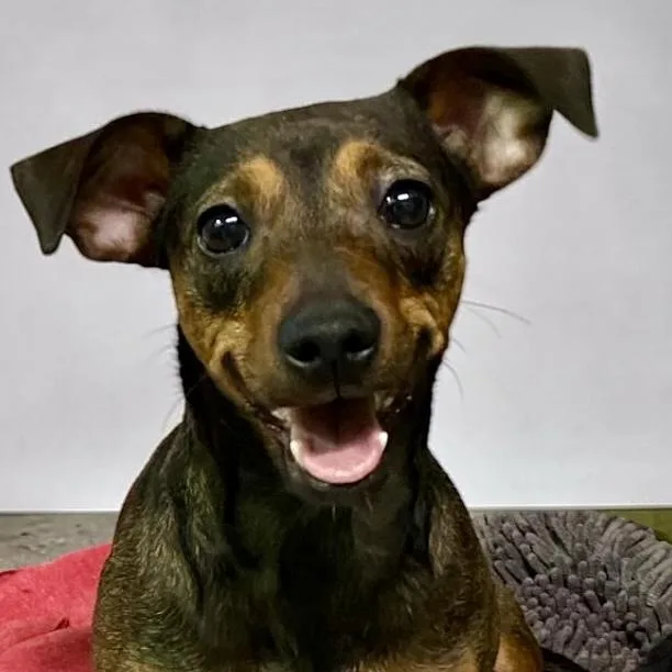 An adult small-sized female Brown / Chocolate Chiweenie dog named Maple for adoption in Los Angeles, CA