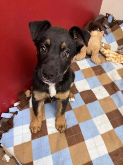 A baby small-sized female Mixed Breed dog named Calypso for adoption in Memphis, TN