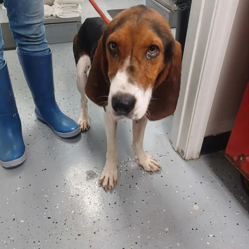 An adult medium-sized female Treeing Walker Coonhound dog named Sable for adoption in New Tazewell, TN