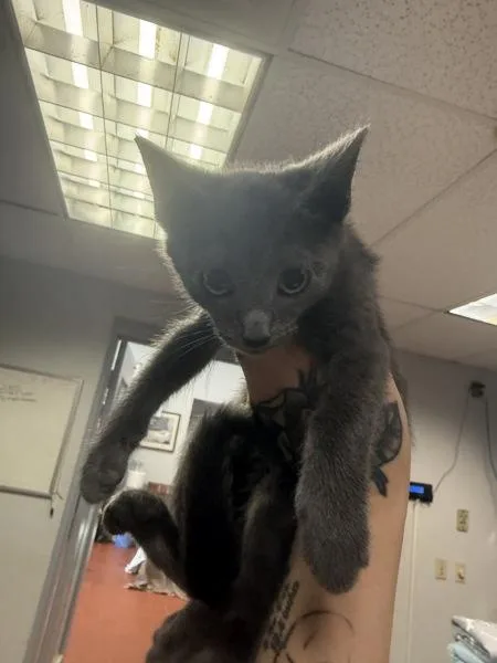 A baby small-sized male Domestic Short Hair cat named Donkey for adoption in Salisbury, MD