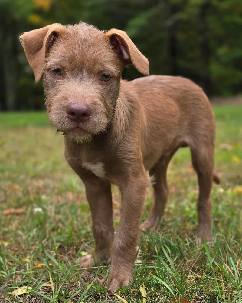 A baby medium-sized male Schnauzer dog named Cheerio for adoption in Westminster, MA