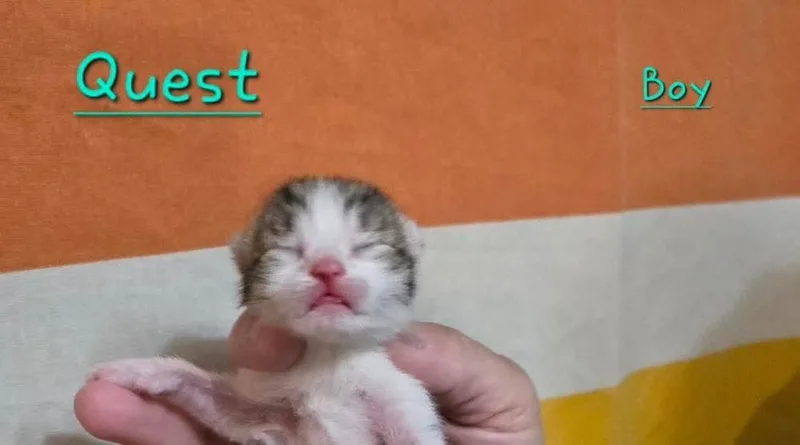Quest thumbnail 2