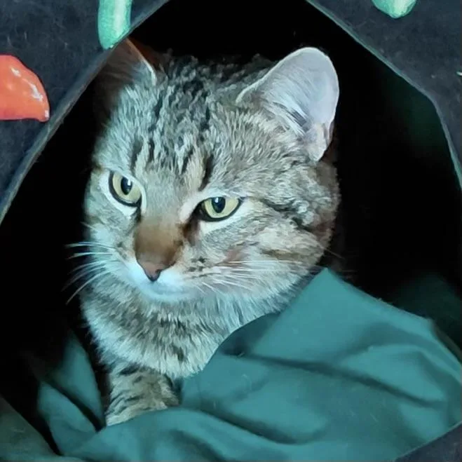 Chestnut thumbnail 2