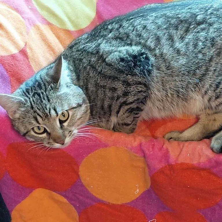 Chestnut thumbnail 3