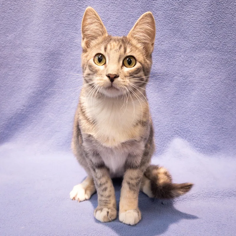 A baby medium-sized female Dilute Tortoiseshell Domestic Short Hair cat named Sparkle for adoption in Overland Park, KS