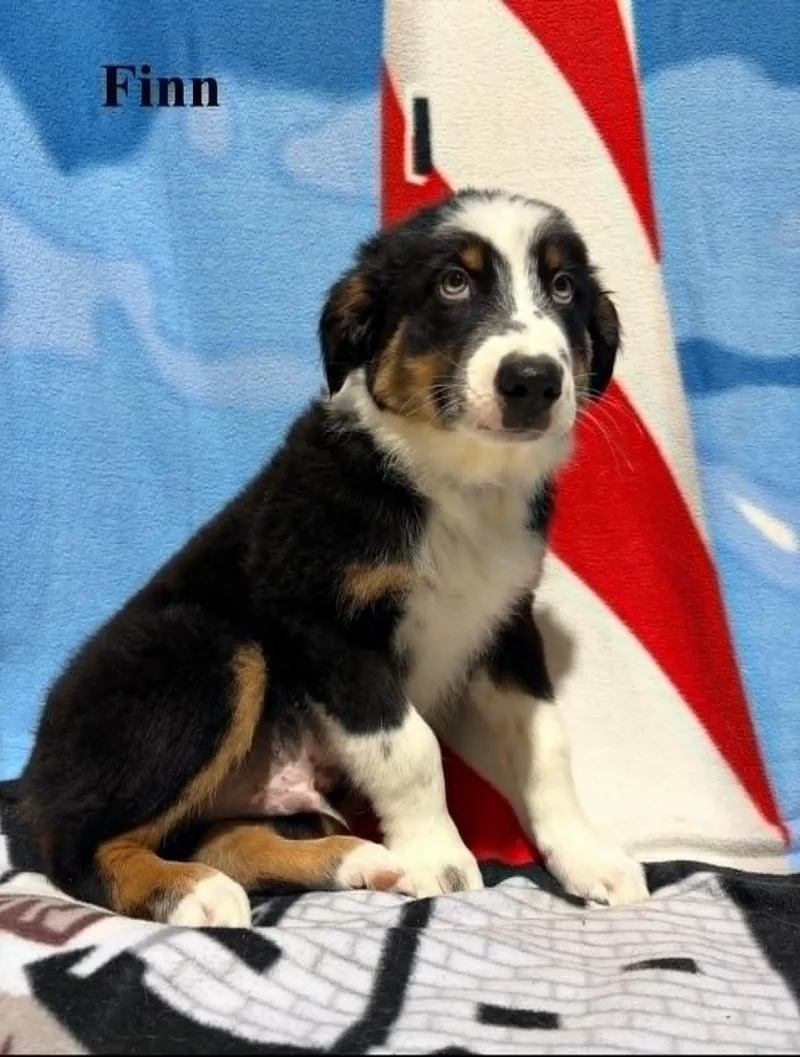 A baby medium-sized male Australian Shepherd dog named Finn for adoption in Celina, OH