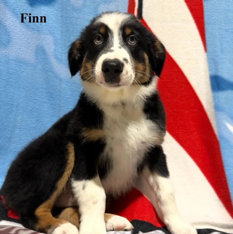 Finn thumbnail 2