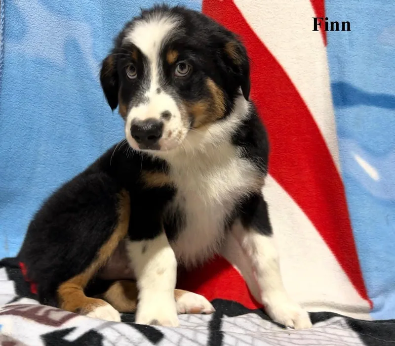 Finn thumbnail 3