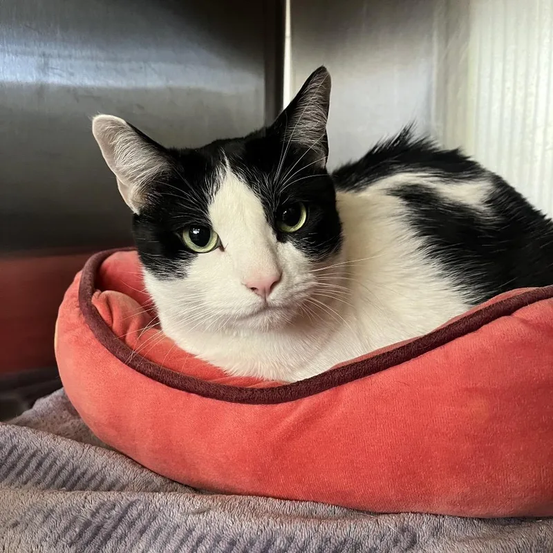 An adult small-sized male Black Domestic Short Hair cat named Pecan Tassie for adoption in Chicago, IL