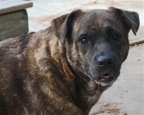 A senior large-sized female Mastiff dog named Tori for adoption in Spring, TX
