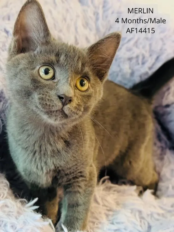 Merlin