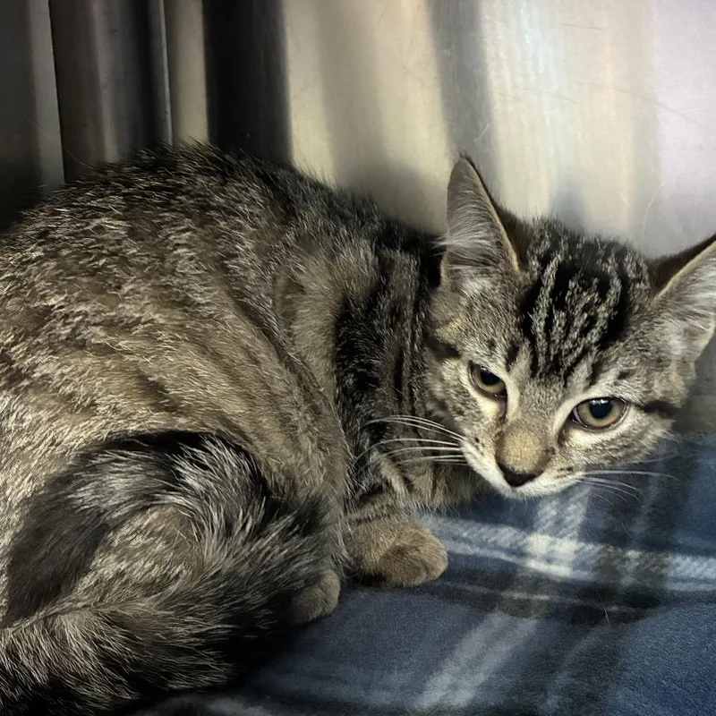 A baby small-sized female Brown / Chocolate Domestic Short Hair cat named Phyllis for adoption in Windsor, VA