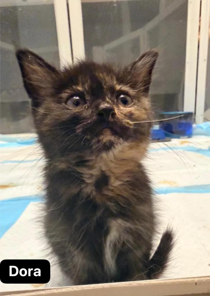 A baby medium-sized female Domestic Short Hair cat named Dora for adoption in Johnson City, TN