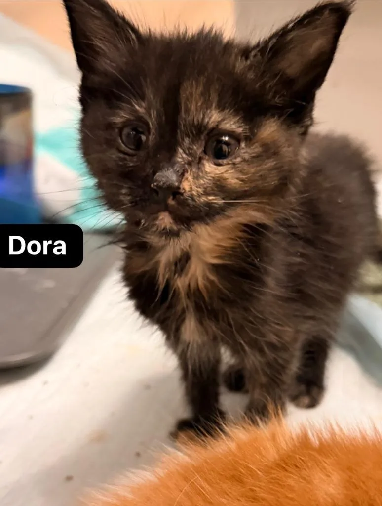 Dora thumbnail 2